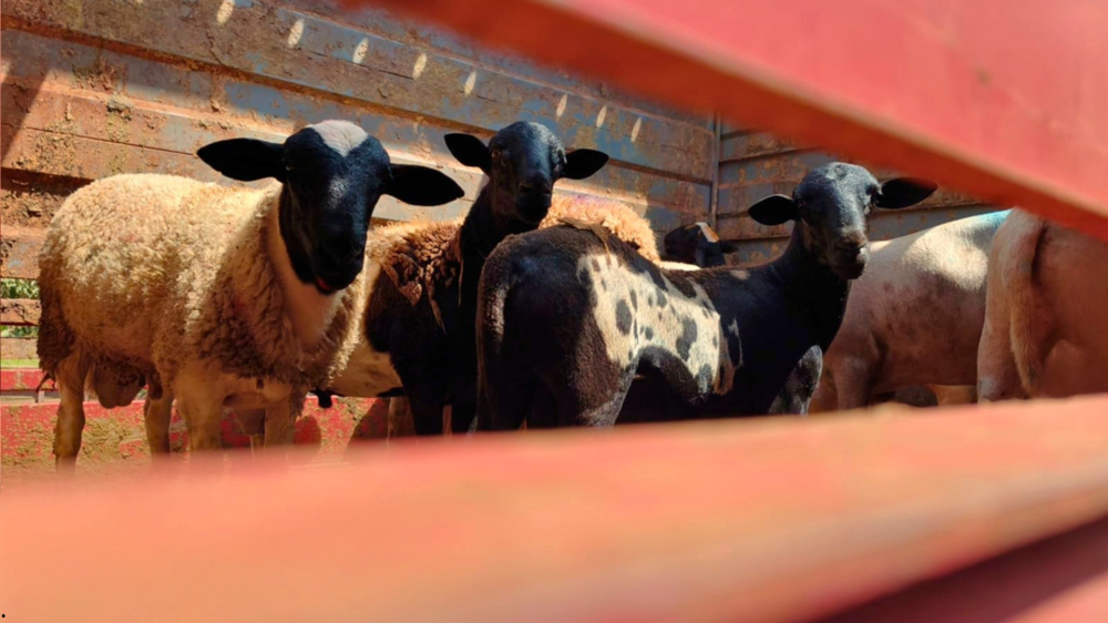 Campo Grande inicia exportação de ovinos e fortalece economia rural local