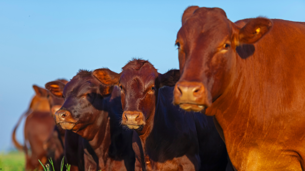 Produtores de Mato Grosso do Sul devem realizar cadastro de rebanho anual