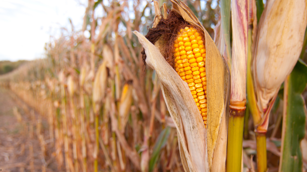 Mato Grosso do Sul finaliza plantio do milho e registra alta na soja
