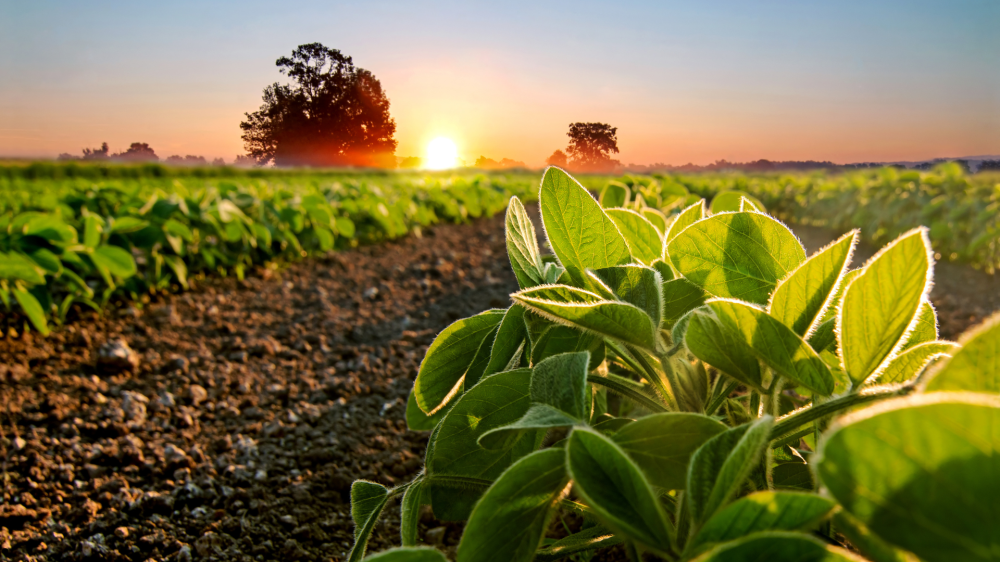 Novos cursos de qualificação preparam produtores para os desafios do mercado agrícola