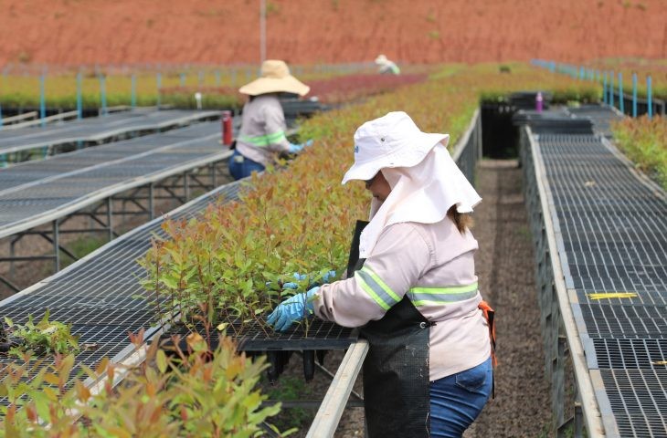 Mulheres ganham destaque na silvicultura com ensino superior e compromisso ambiental