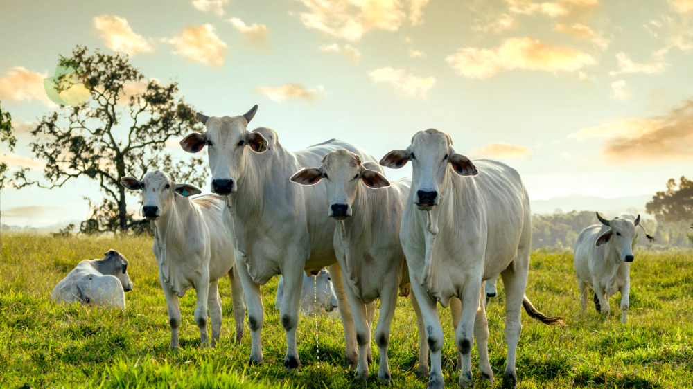 Programa Precoce MS impulsiona alta de 13,8% nos abates em Mato Grosso do Sul