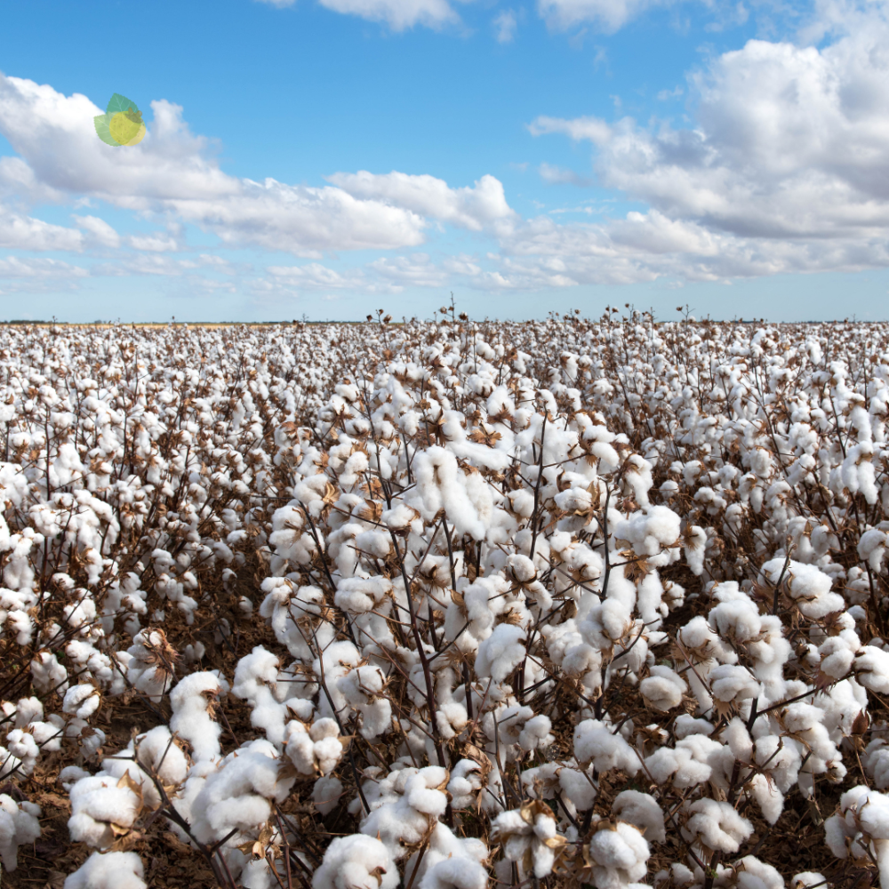 Brasil vai produzir mais algodão em 2025, diz presidente da Abrapa