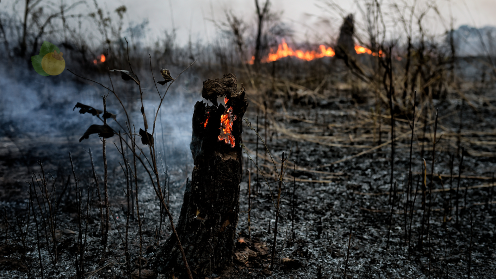 33 fazendas concentraram 18% das áreas queimadas no Pantanal nos últimos cinco anos