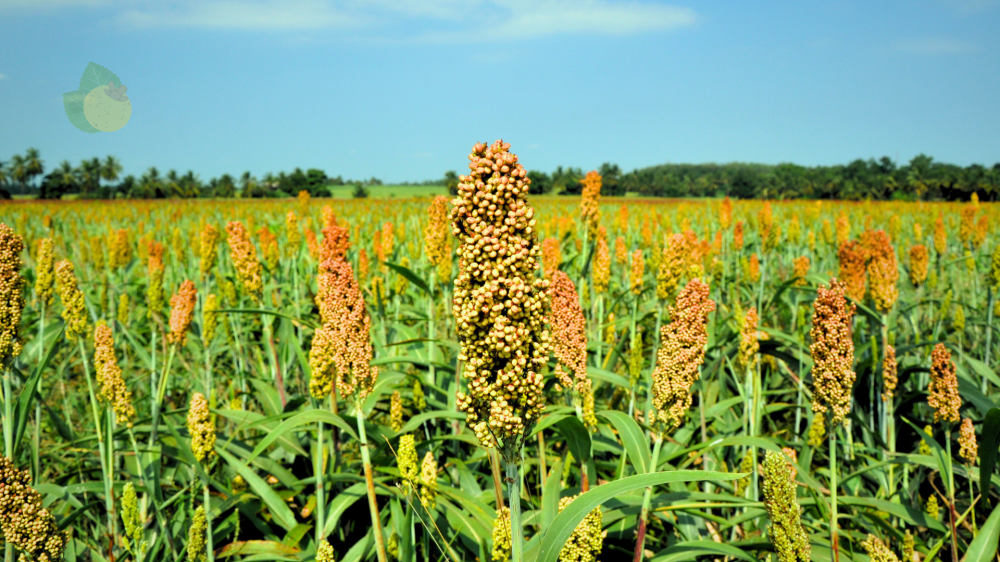 Projeto Hy-Gain quer revolucionar a agricultura na África com sementes híbridas clonadas