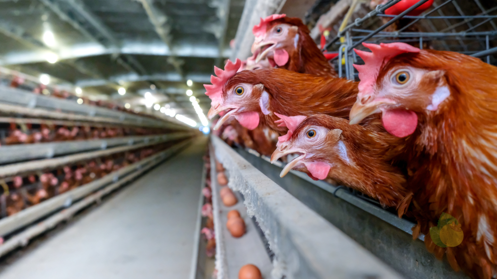 Mato Grosso do Sul é líder em envios de ovos aos Estados Unidos