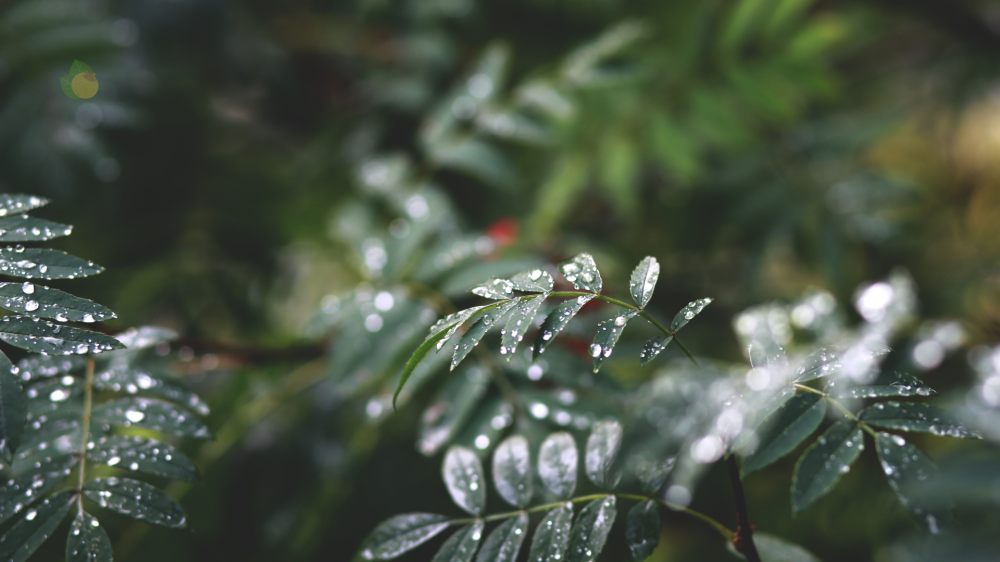 Chuva e alertas marcam o sábado em Mato Grosso do Sul