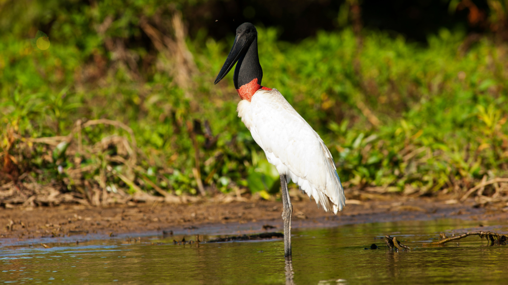 Governo Riedel regulamenta atuação do Imasul na execução do Pagamento por Serviços Ambientais no Pantanal