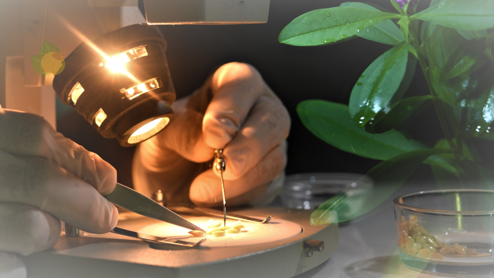 Inteligência artificial impulsiona capacitação no setor agrícola