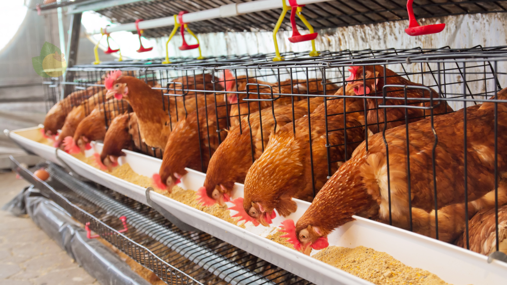 Cotação do dia: Soja e frango registram valorização no agronegócio de MS