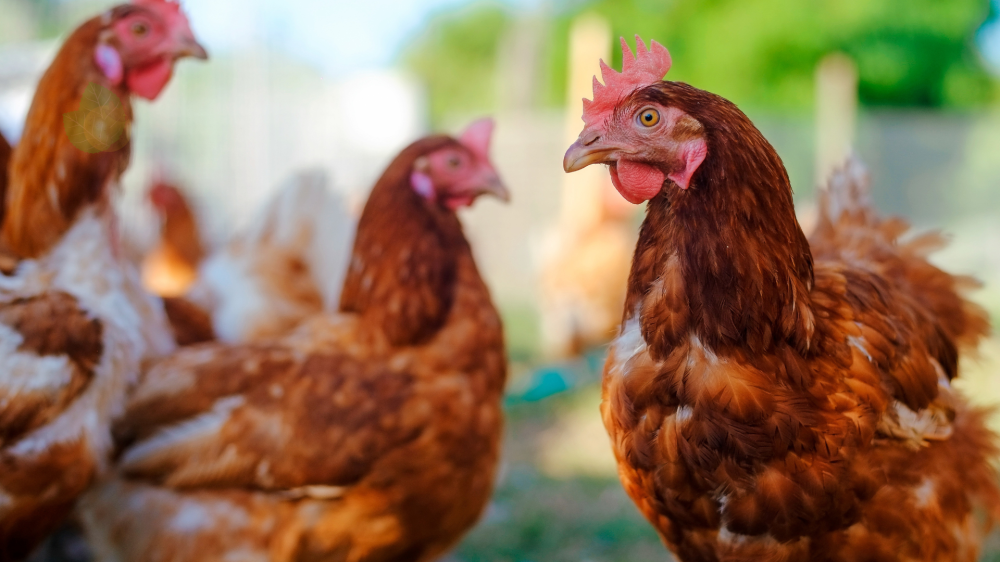 Cotação do dia: Soja e Frango lideram altas nas cotações