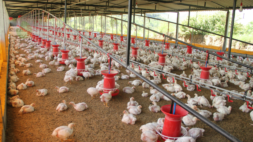 Cotação do dia: Soja e frango em destaque