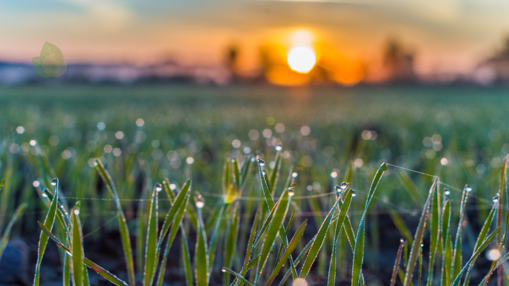 Sol e chuva dividem cenário climático deste domingo em Mato Grosso do Sul