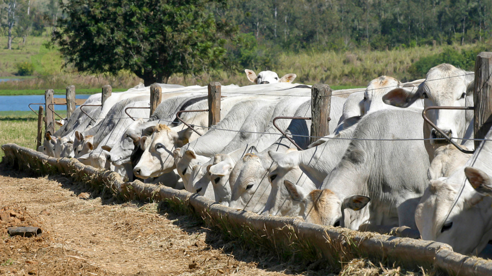 Cotação do dia: Estabilidade nas commodities e oportunidades no setor de proteína animal