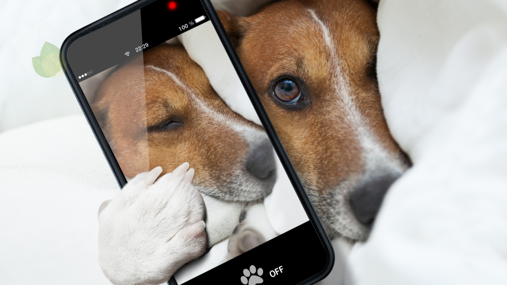 PetPhone: GlocalMe apresenta revolucionário smartphone para animais no MWC 2025