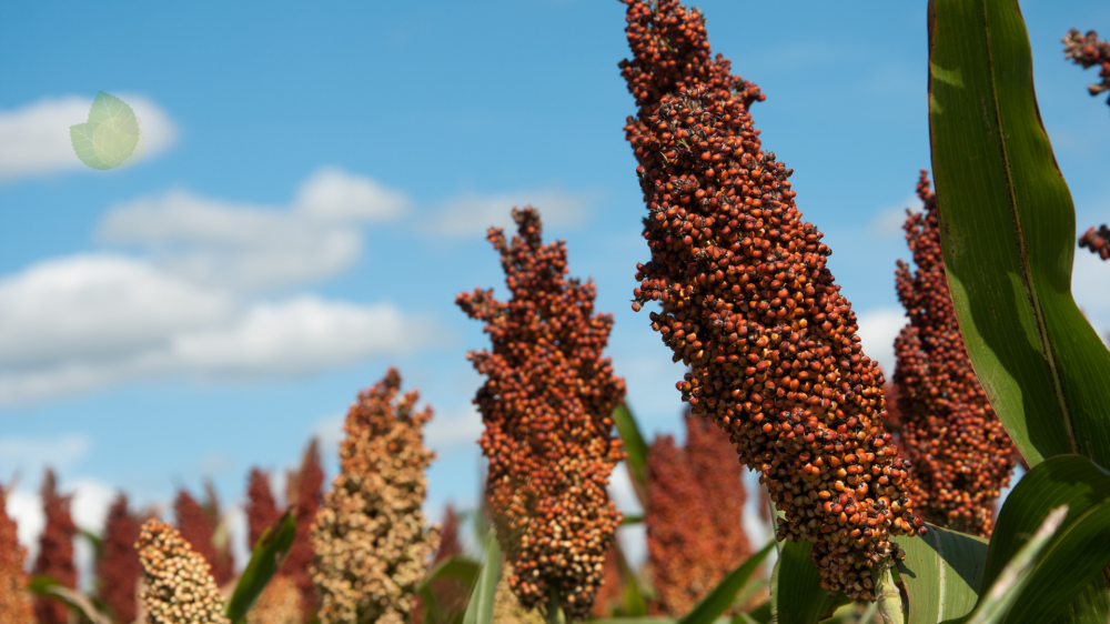 Mercado agropecuário de MS registra alta na soja e frango, enquanto milho e sorgo recuam nesta terça