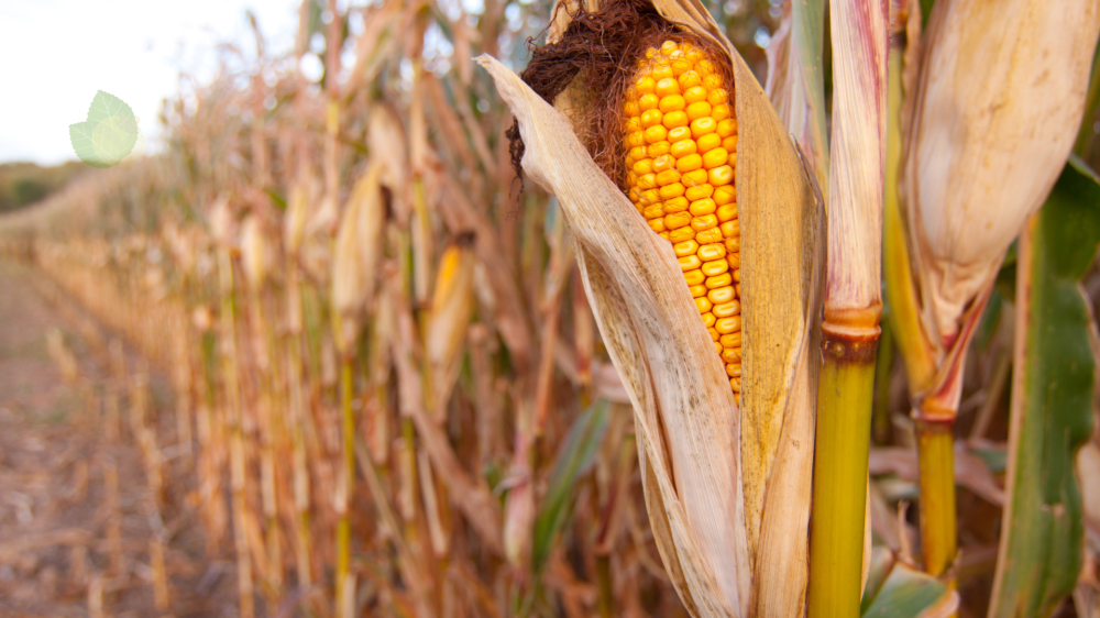 Mercado agropecuário de MS registra alta na soja e queda expressiva no milho