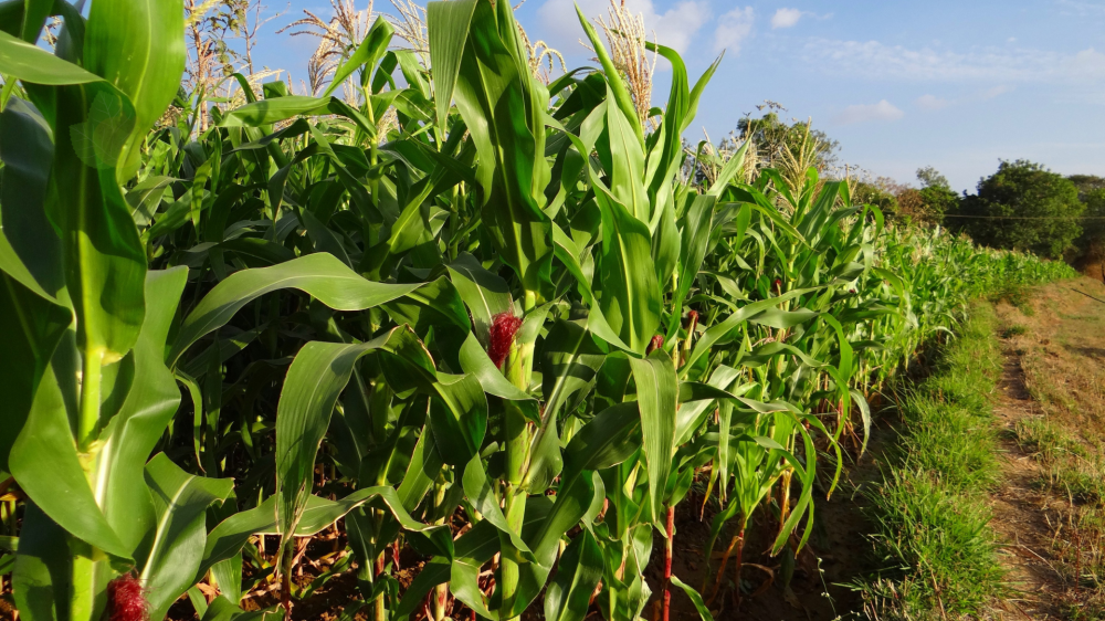 Cotação do dia: Soja sobe, milho recua e proteínas mantêm estabilidade no mercado agropecuário de MS