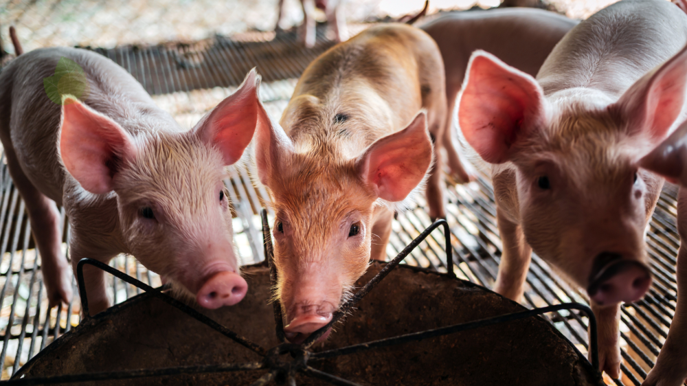 Cotação do dia: Mercado agropecuário de MS registra estabilidade na soja e leve alta nos suínos