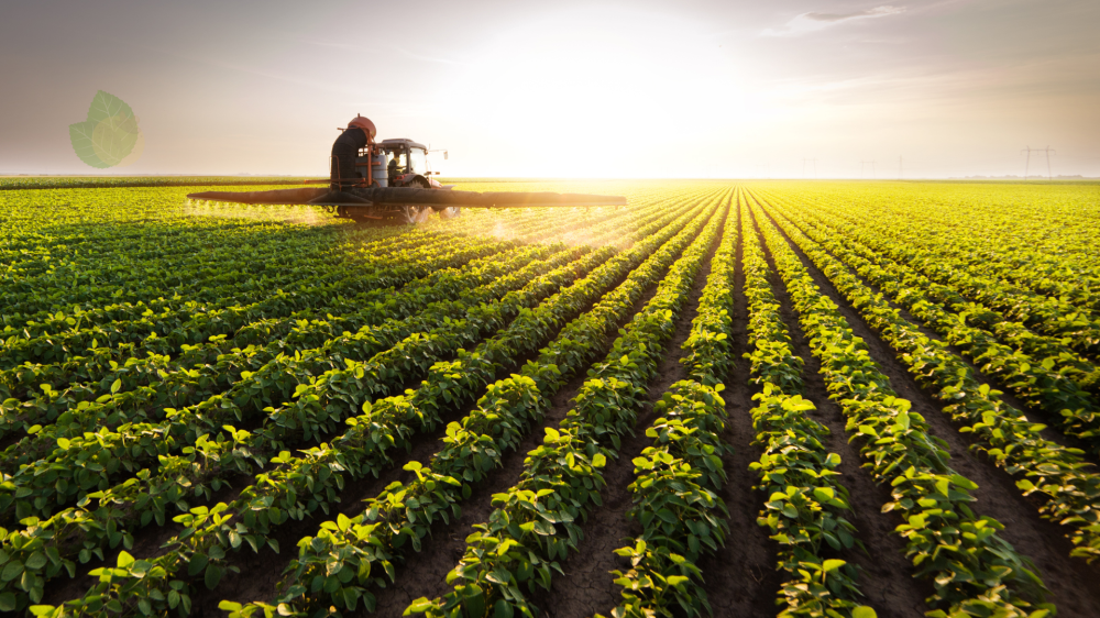 Cotação do dia: Soja e Suínos em Alta, Milho e Sorgo Estáveis