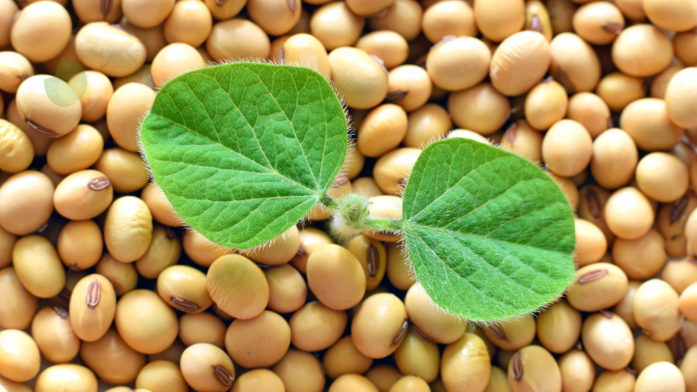Alta na soja e suínos destaca mercado agropecuário de ms, sorgo cai