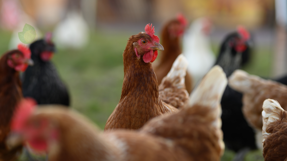 Mercado agropecuário de ms mostra alta na soja e milho com frango e ovos estáveis