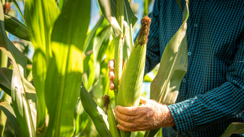 MS registra alta na soja e suínos com estabilidade em milho e sorgo
