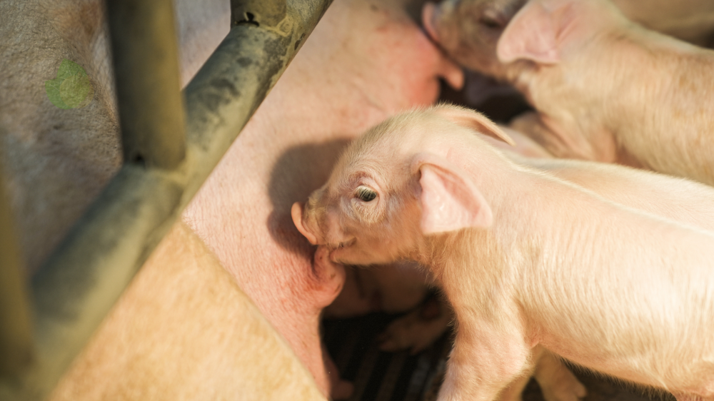 Cotação do dia: Ms registra valorização na soja e suínos com estabilidade em milho e sorgo