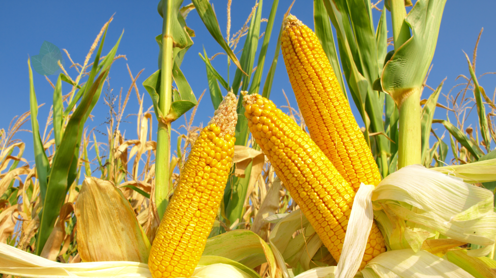 Mercado agro de MS mostra estabilidade em milho e soja com alta leve